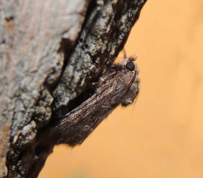 Thalpophila matura Noctuidae